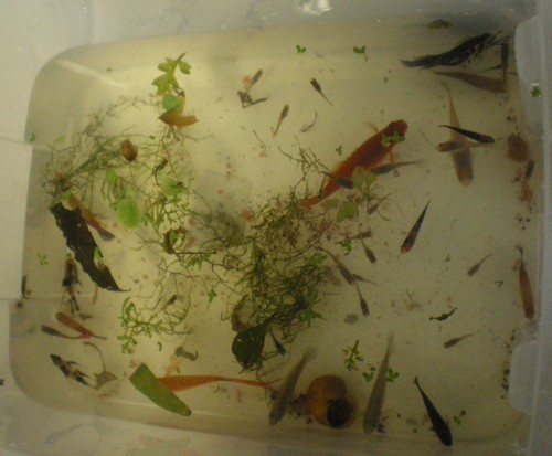 poissons
